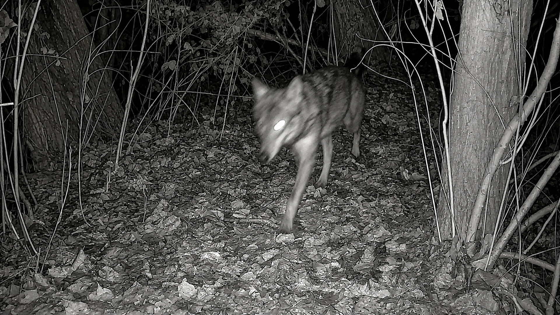 Can this compact camera outperform other wildlife monitors?