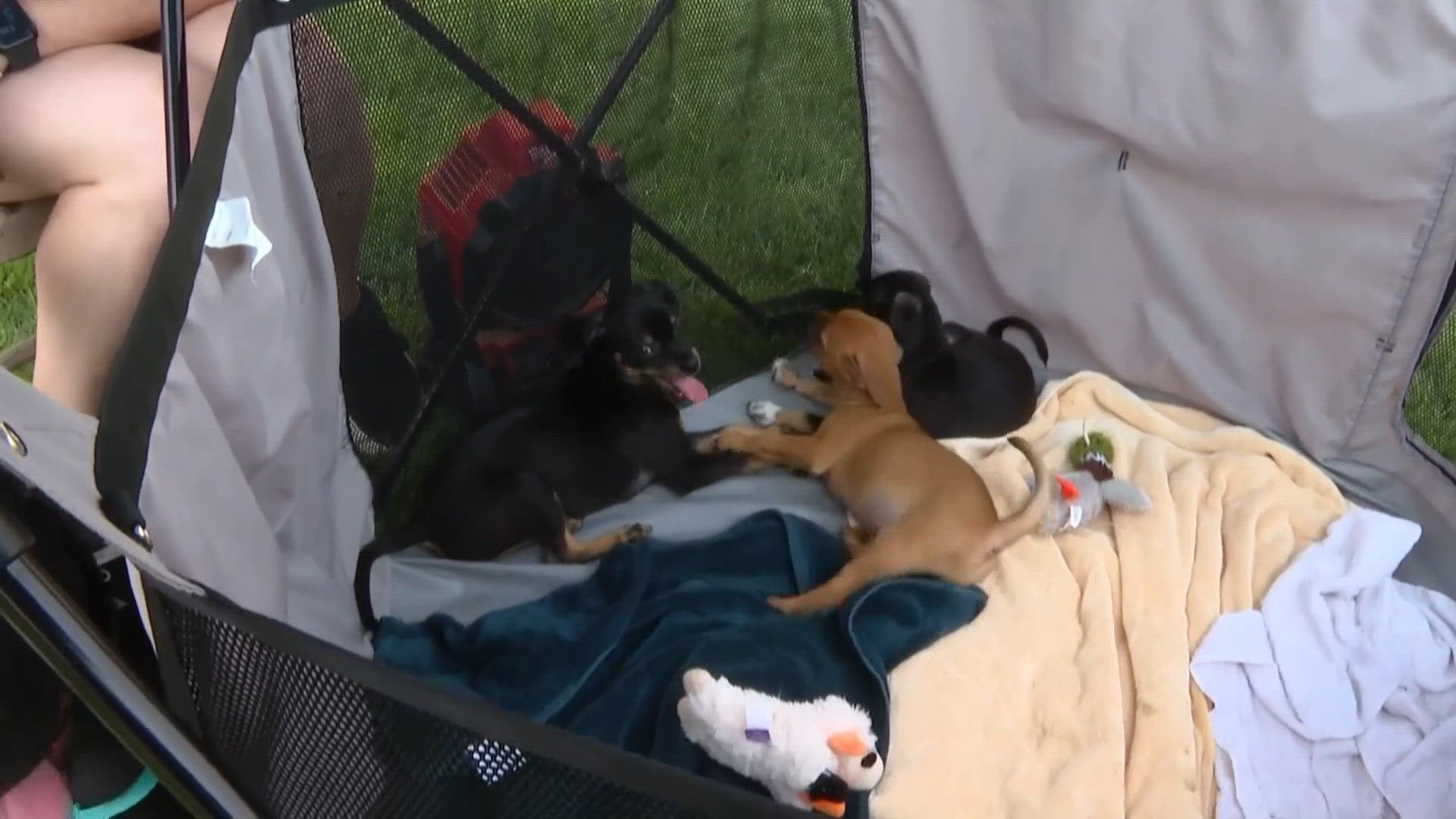 Ninth annual Wags & Wheels raises money, awareness for Midlands Humane ...