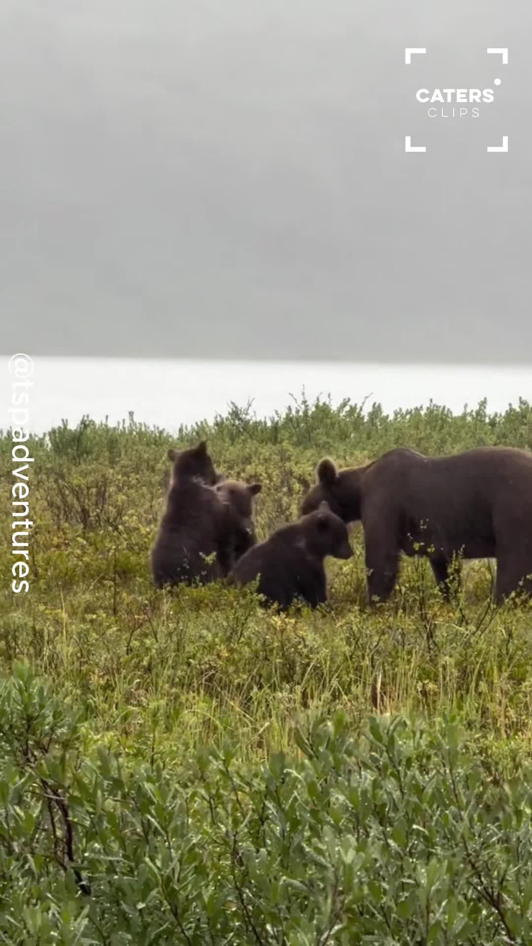 Bear cubs face off in adorable wrestling match in Alaska