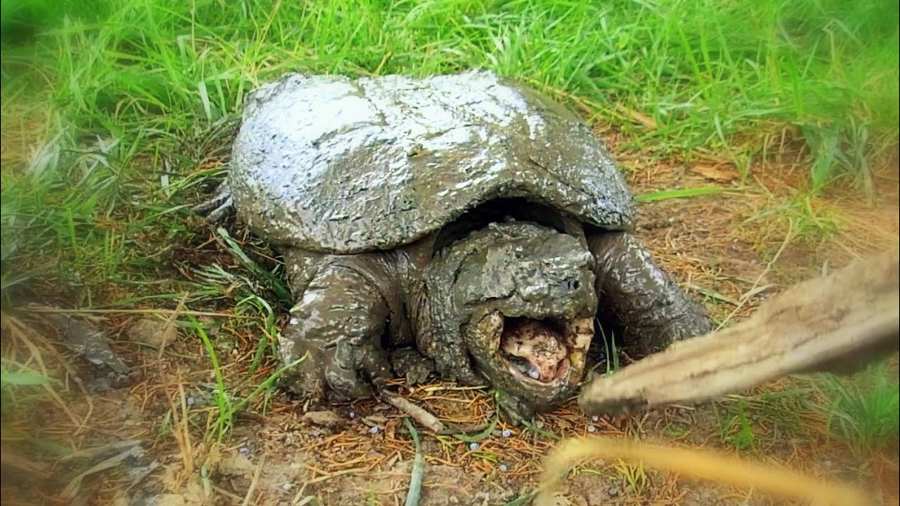 He thought he had the snapping turtle under control, then its mouth ...