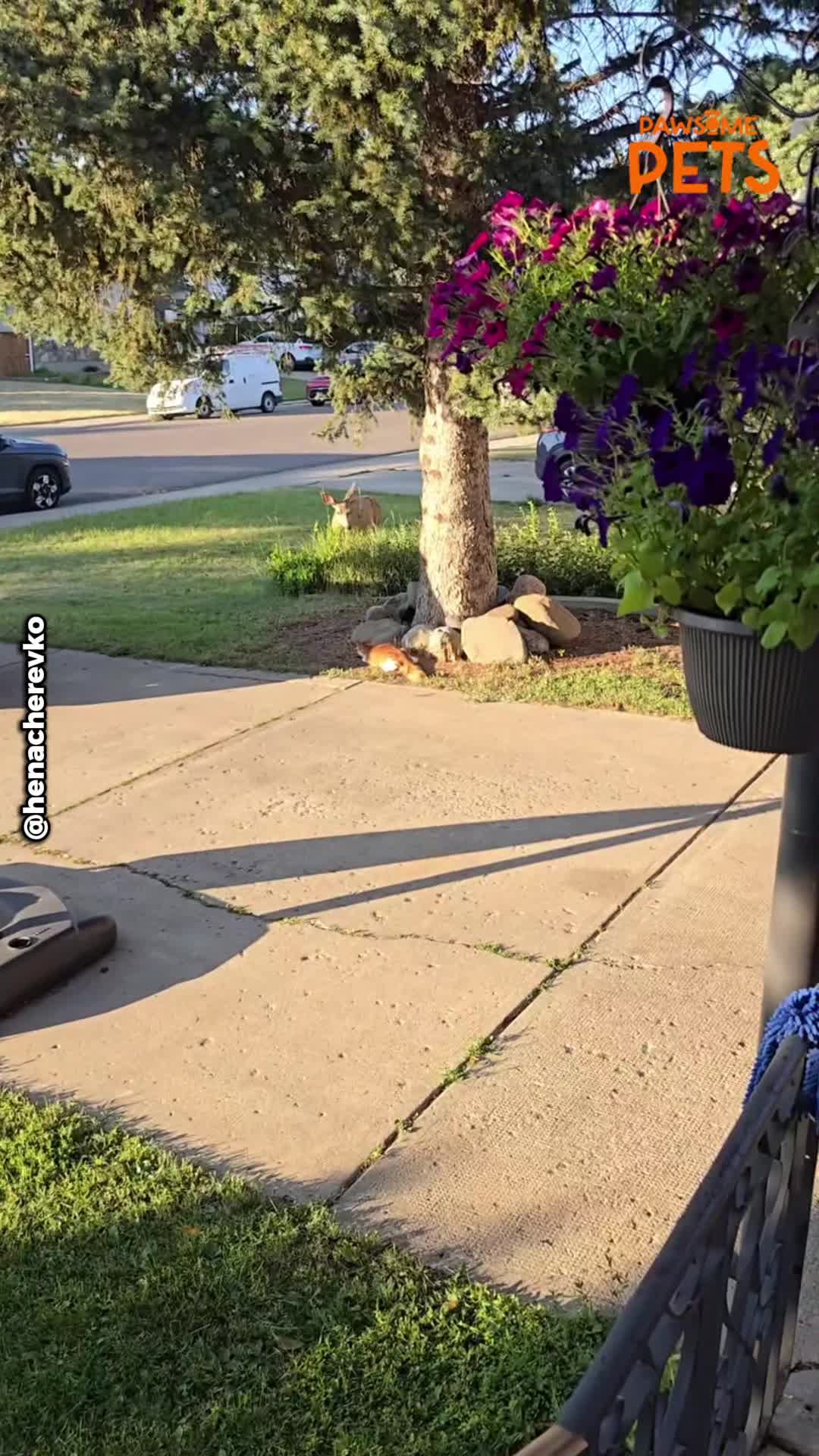 Cat watches in surprise as two deer come face-to-face