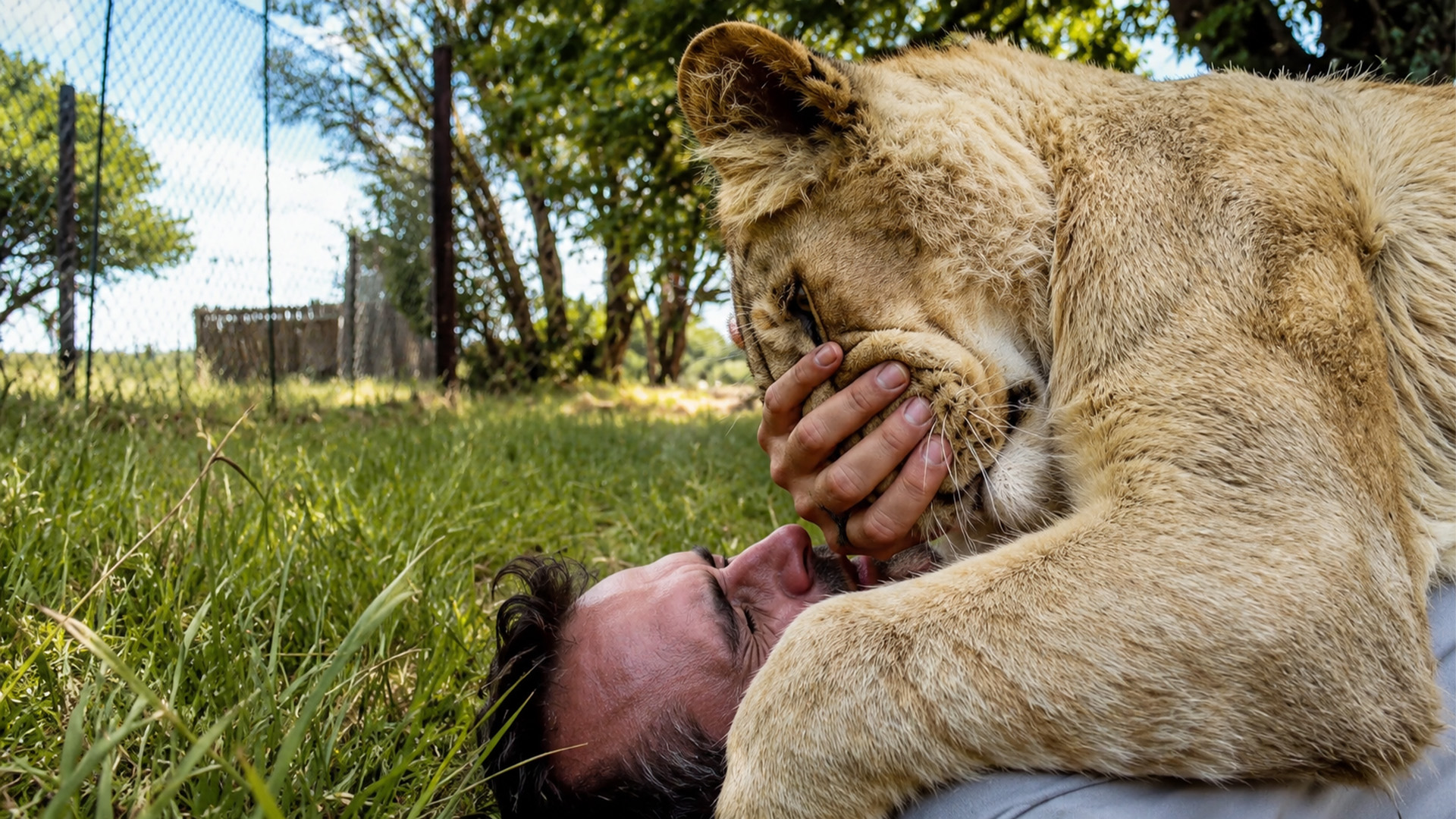 A lioness hug became too intense