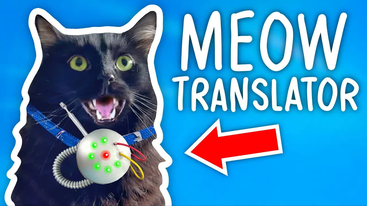 Testing high-tech gadgets for cats