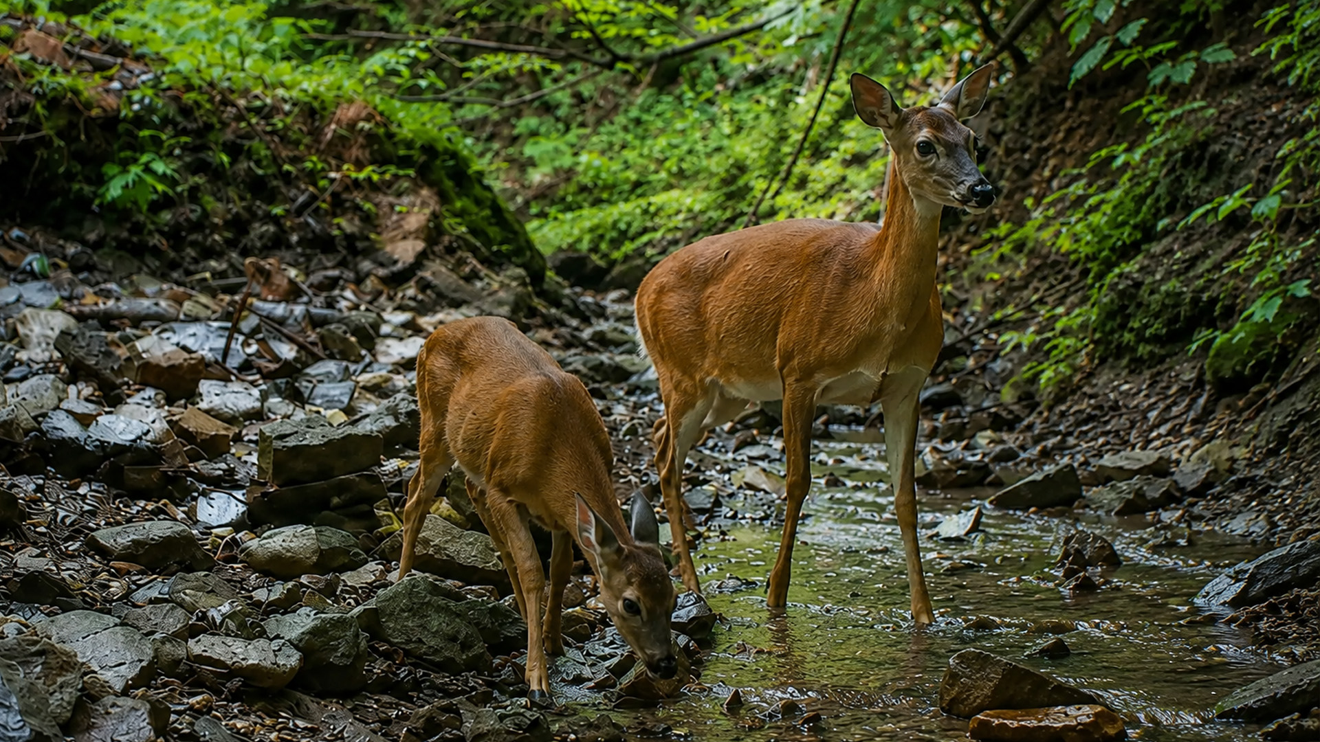 Doe and fawn visit a rocky creek on hidden camera