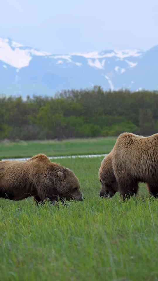 Brown bears face off in a powerful rainy encounter