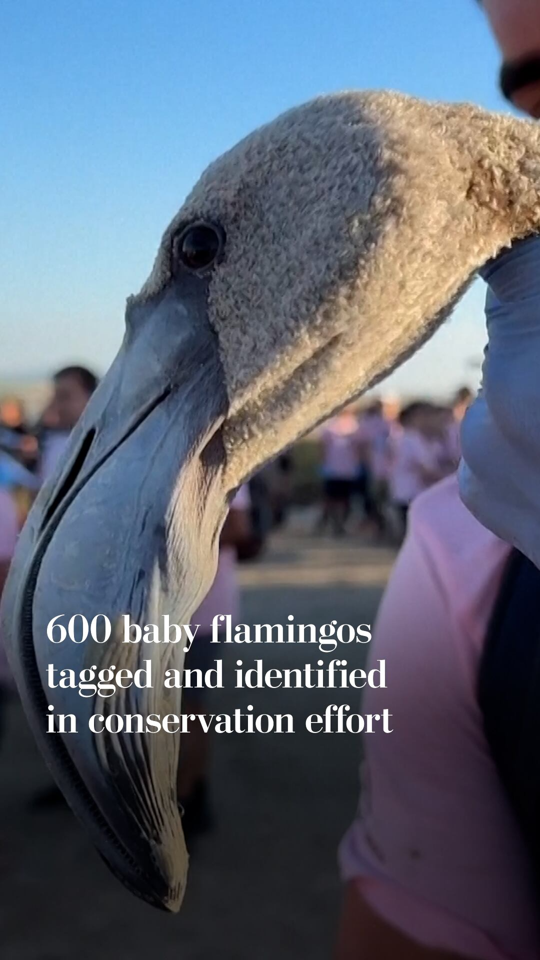 600 baby flamingos tagged and identified in conservation effort