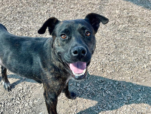 Different, not less: 10 special needs dogs searching for forever homes