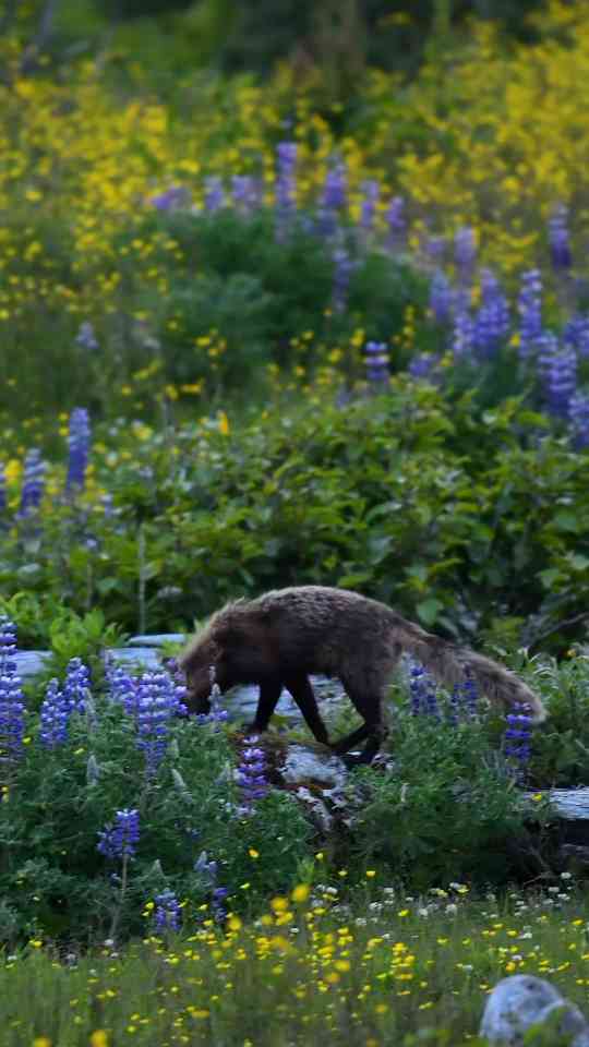 Wildlife encounter captures a perfect natural moment