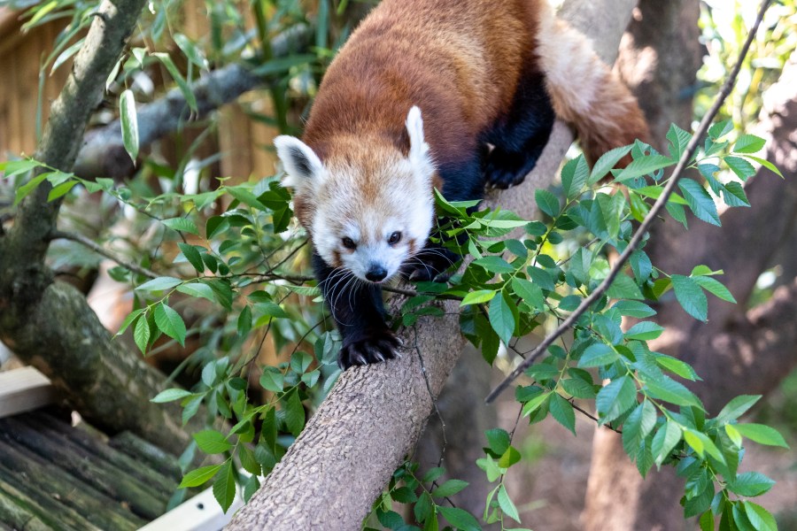 Seneca Park Zoo welcomes new red panda as part of breeding program