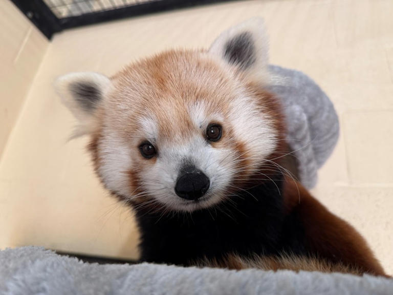 Seneca Park Zoo welcomes new red panda as part of breeding program