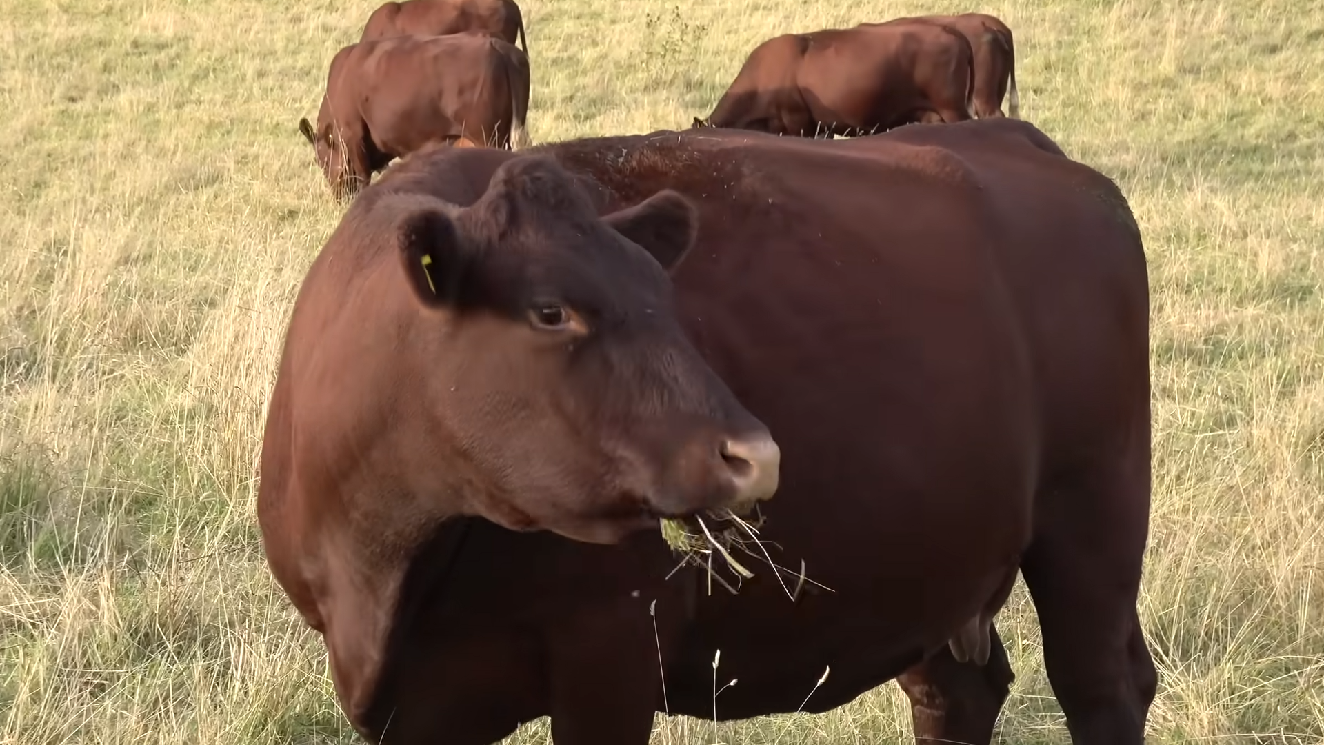 Is UK grass-fed beef actually bad for the environment?
