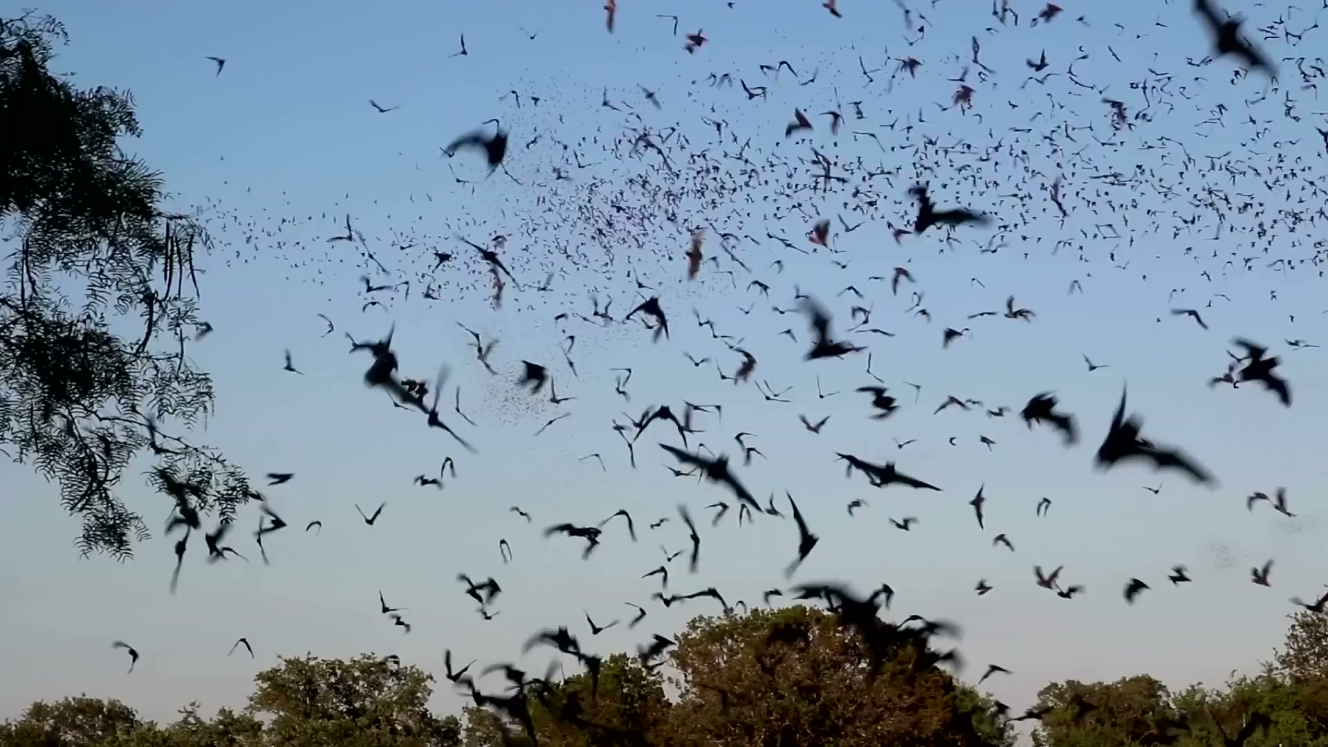 Watch one frog help unleash a pathogen that hit 700+ species... 90 went ...