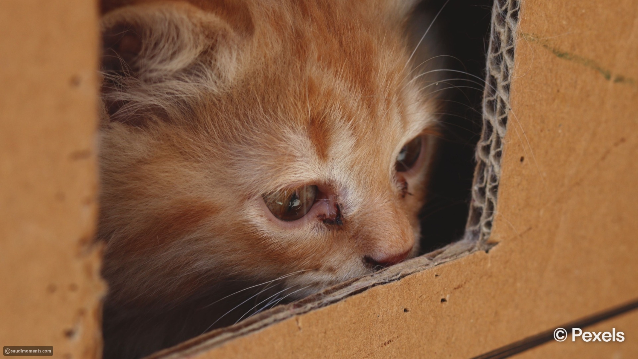The cat logic mystery: Why your feline friend is suddenly obsessed with ...