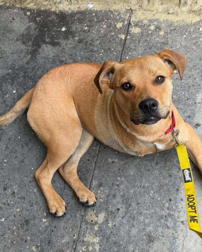 Different, not less: 10 special needs dogs searching for forever homes