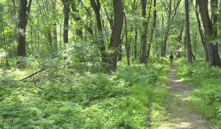 Derway Island Trail reveals thriving floodplain forest in Vermont’s ...