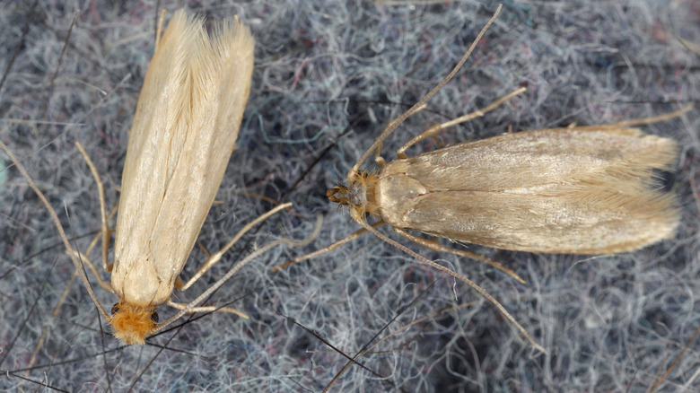 How to repel moths with an overlooked solution from your herb garden