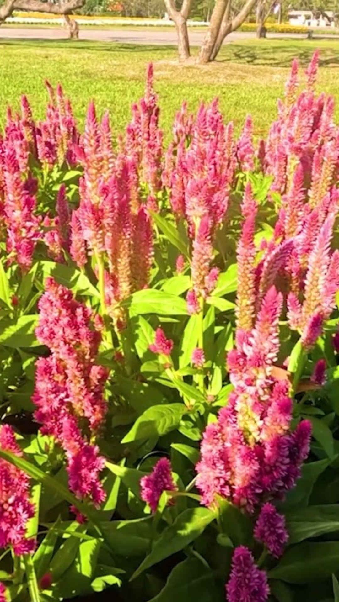 Keep your celosia blooming with these simple tips
