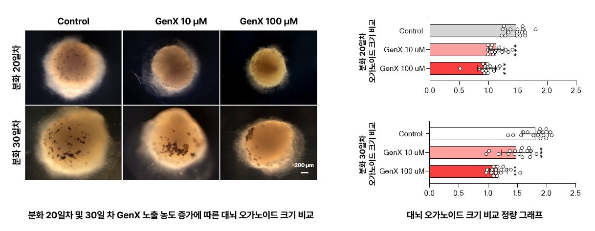 '안전한 대체물질'의 역설…'미니 뇌' 성장 최대 35% 막았다[과학을읽다]