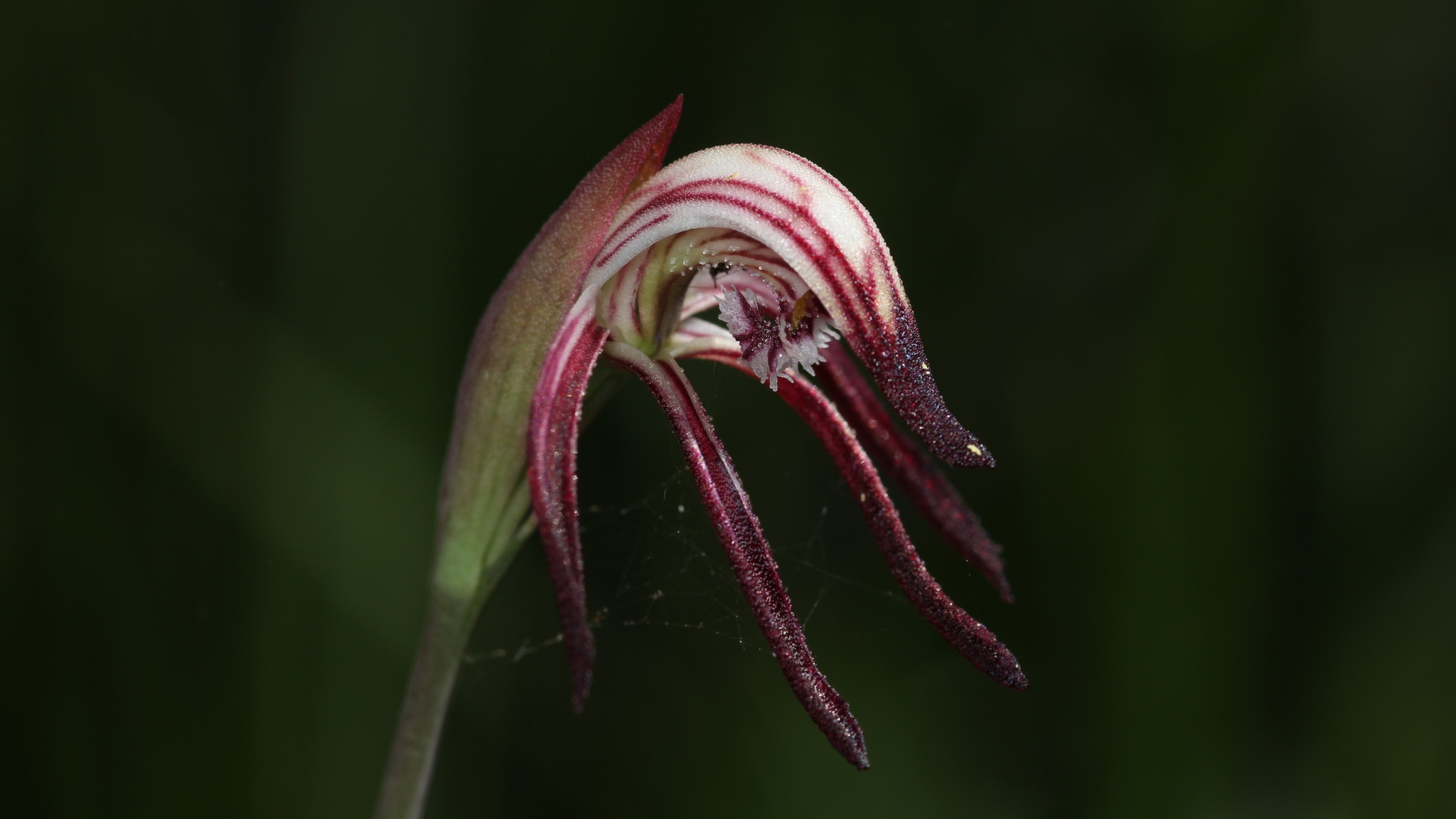 Fire is a friend and foe for Australian wildflowers. Climate change is shifting the balance