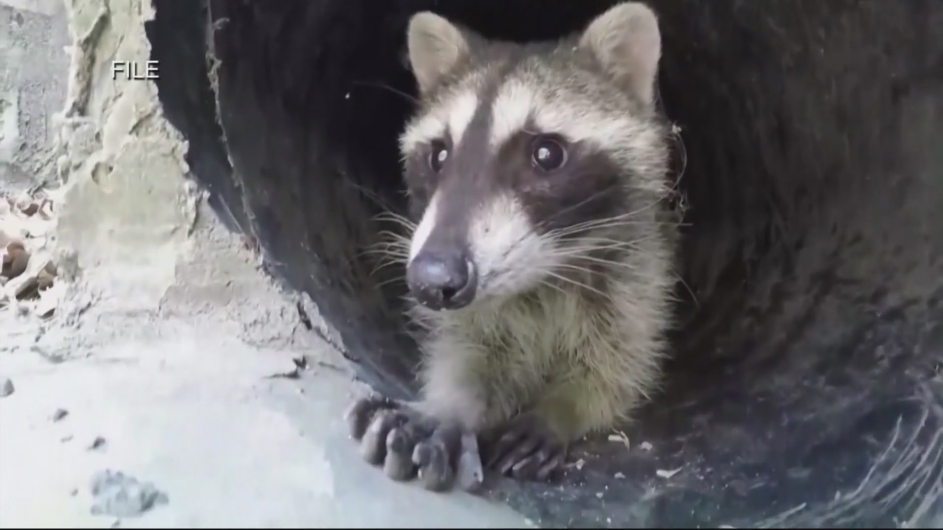 Annual rabies baiting targets wild raccoons