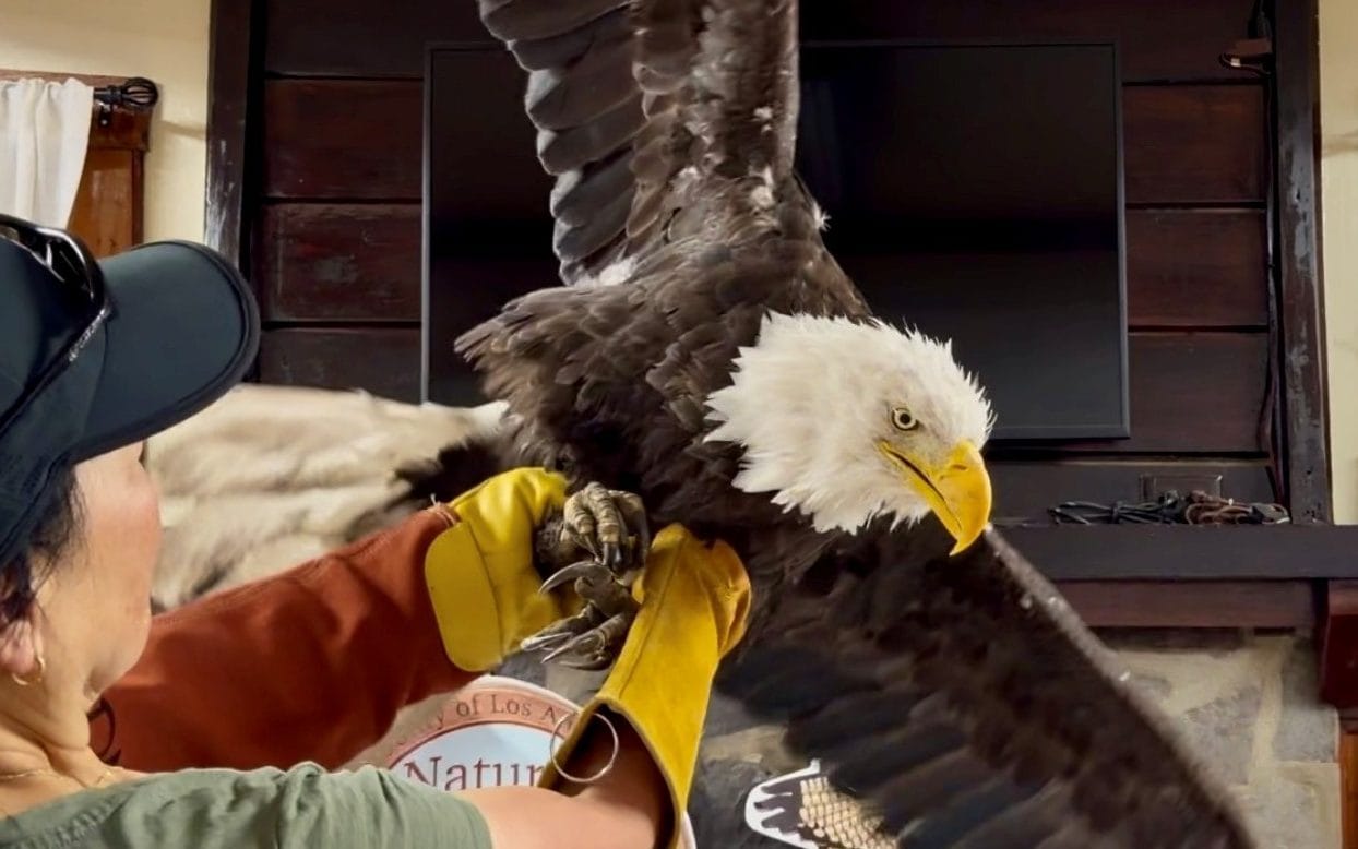 Jackie the eagle dies, breaking hearts across America
