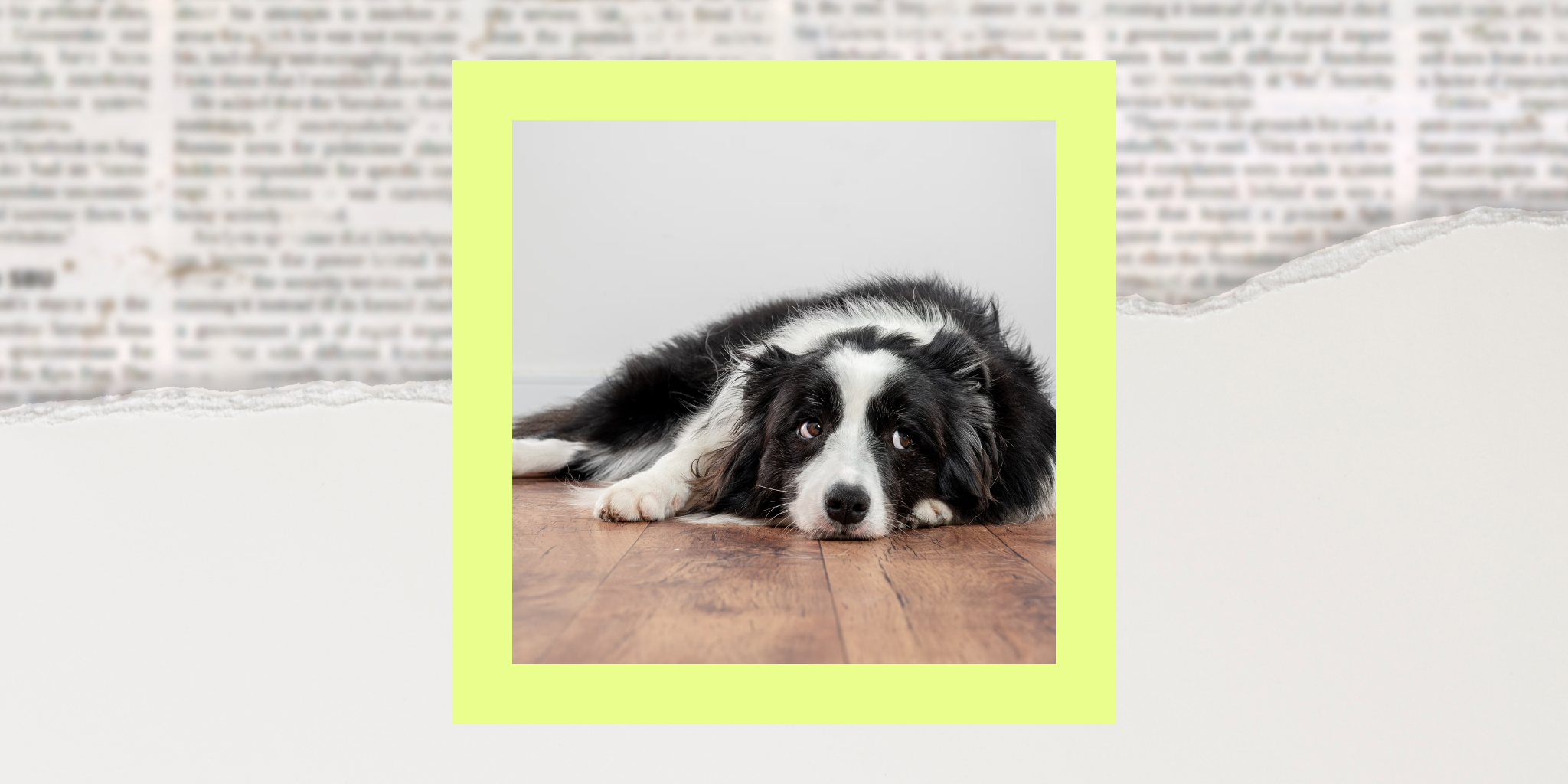FDA recalls dog and horse medication over glass fiber material