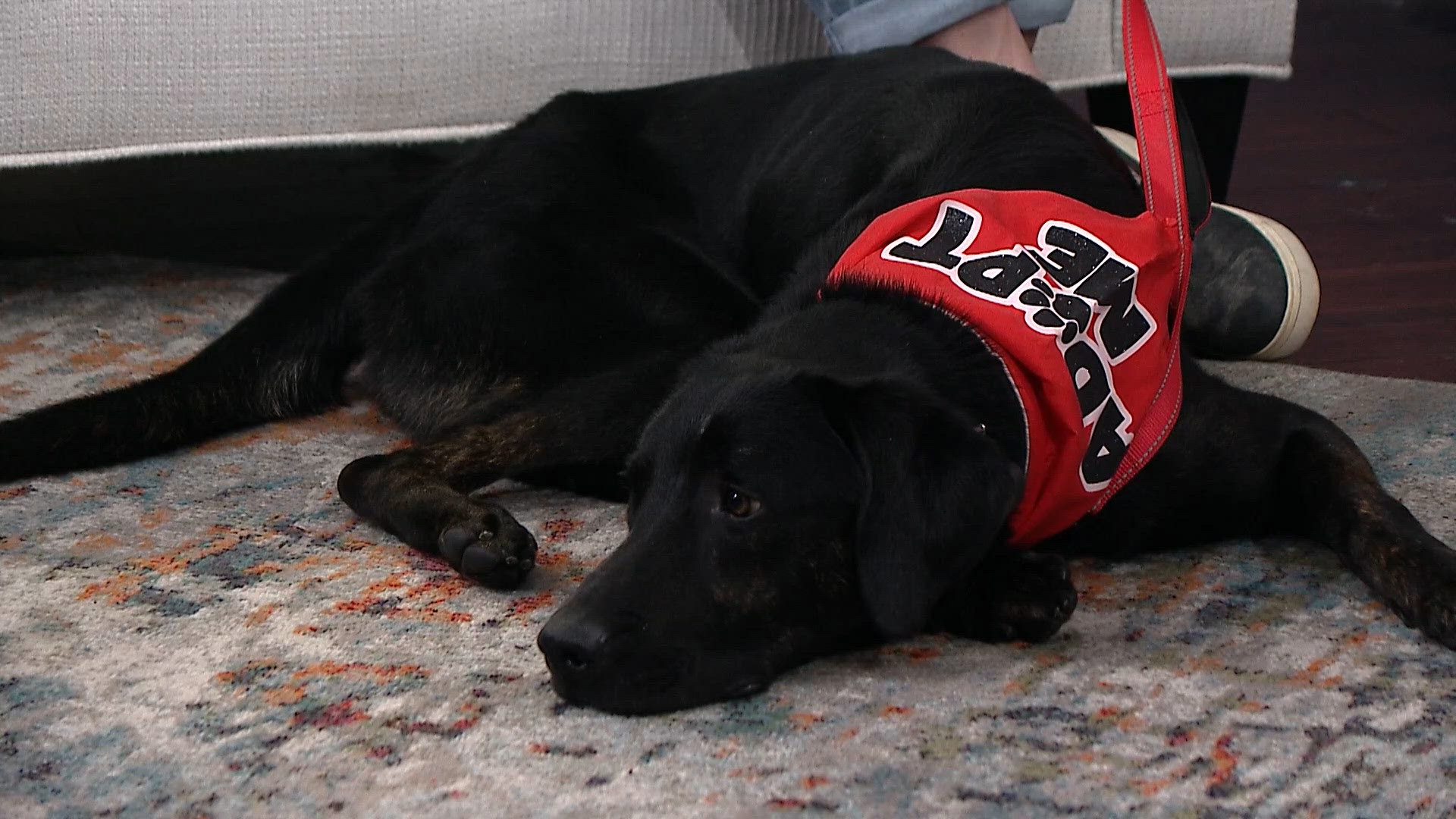 Clear the shelters: Lake Erie Labrador Retriever Rescue Inc. visits ...
