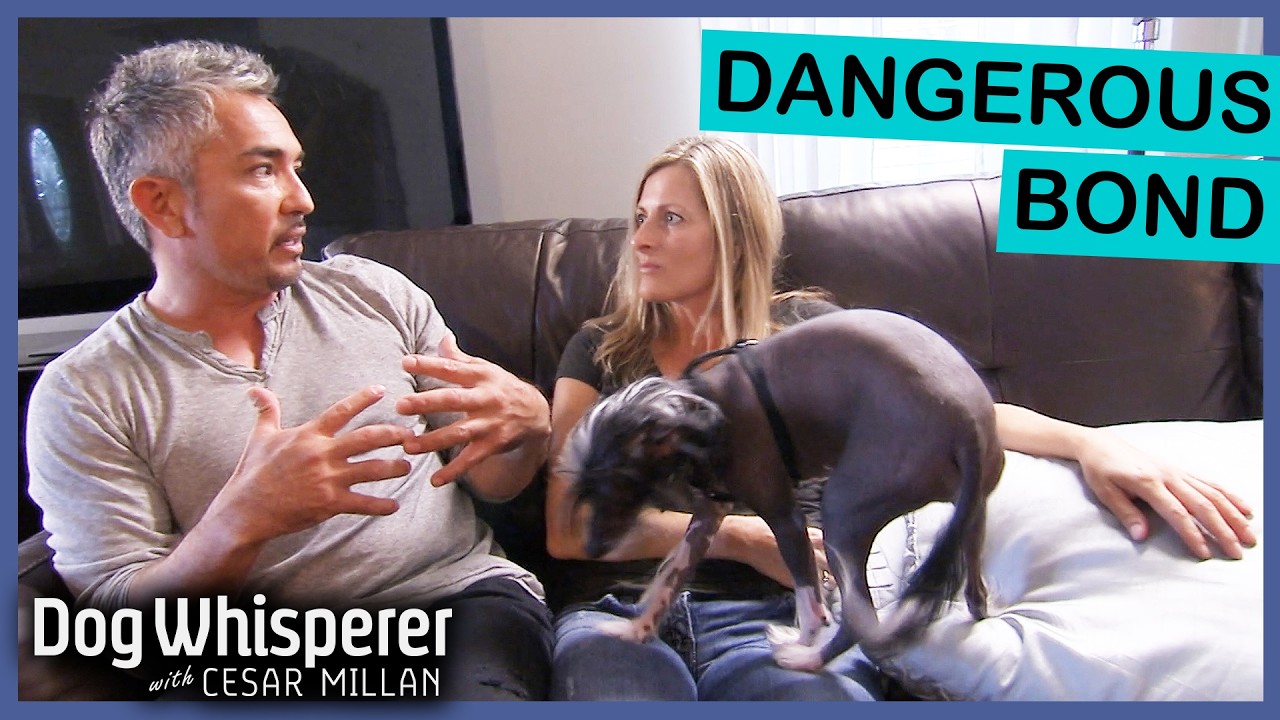 Overprotective dog attacks anyone near owner, Dog Whisperer with Cesar ...
