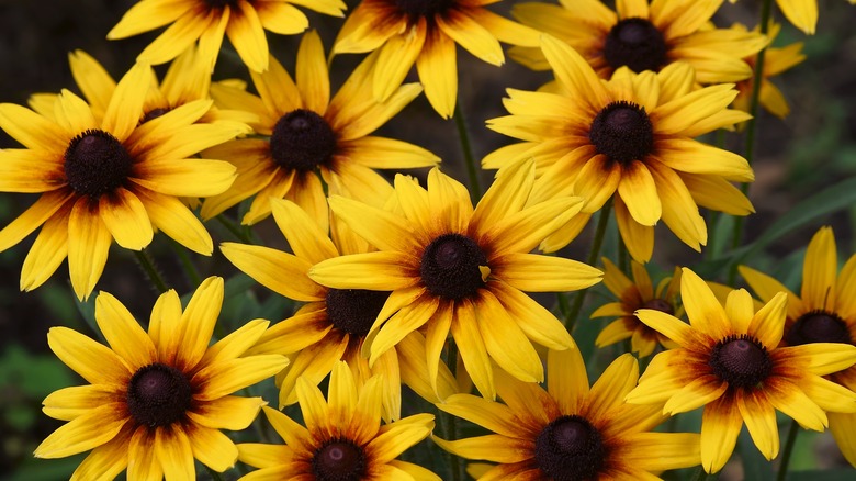 Black-eyed Susan: Everything you need to know before planting