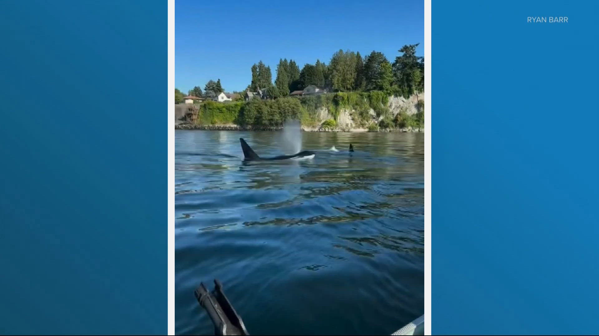 Orcas spotted in Ballard Locks