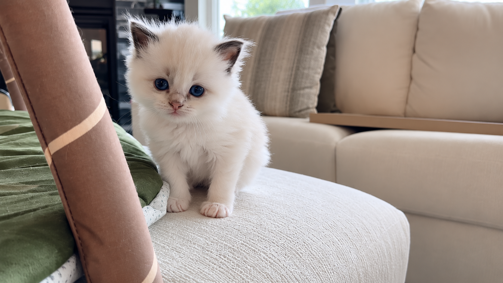 Kitten keeps cuddling up with a baby