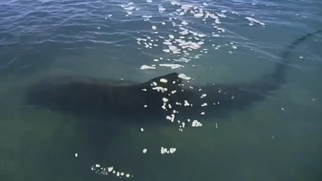 The sharks came and paradise turned into a death trap, watch what ...