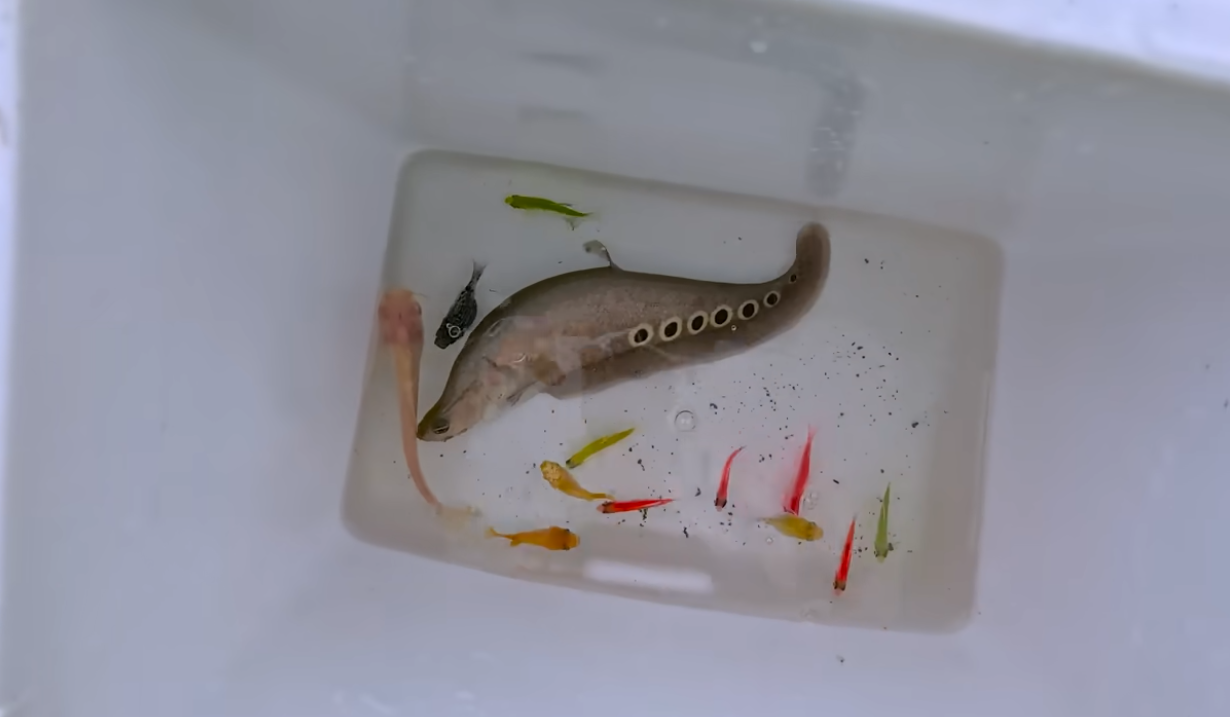 Catching strange fish in giant surprise colorful eggs, aquarium fish ...