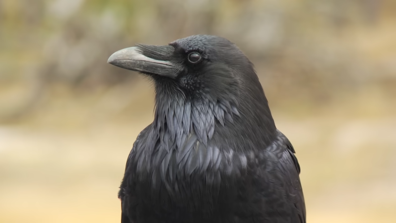 Scientists tested crows against 7-year-old children... the results ...