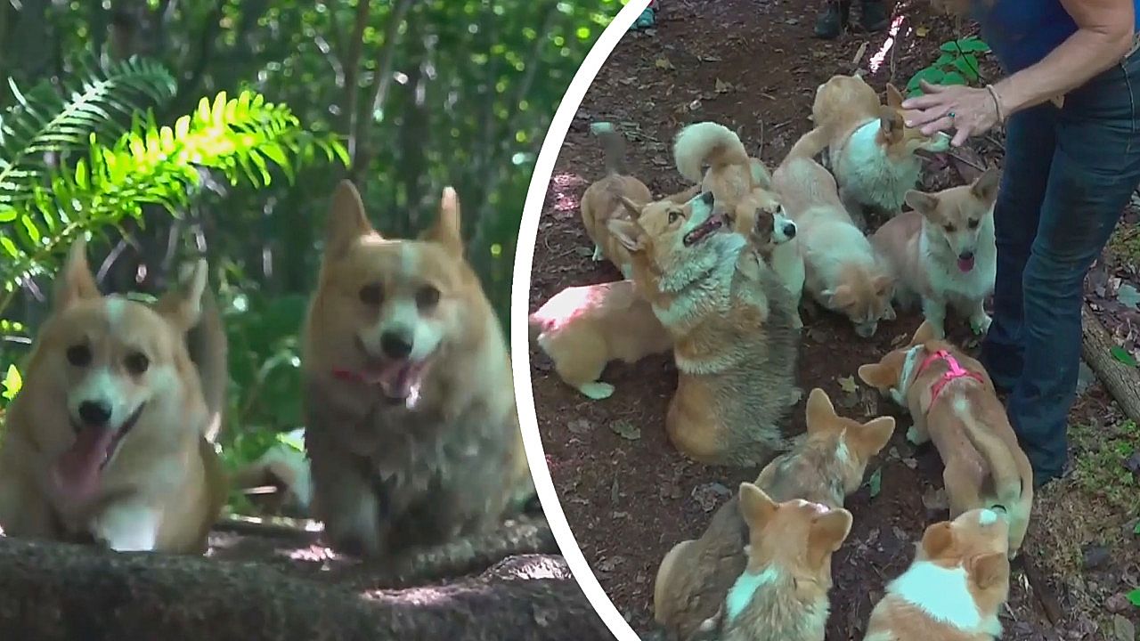 A dozen corgis guide visitors along an enchanted forest trail in Maine
