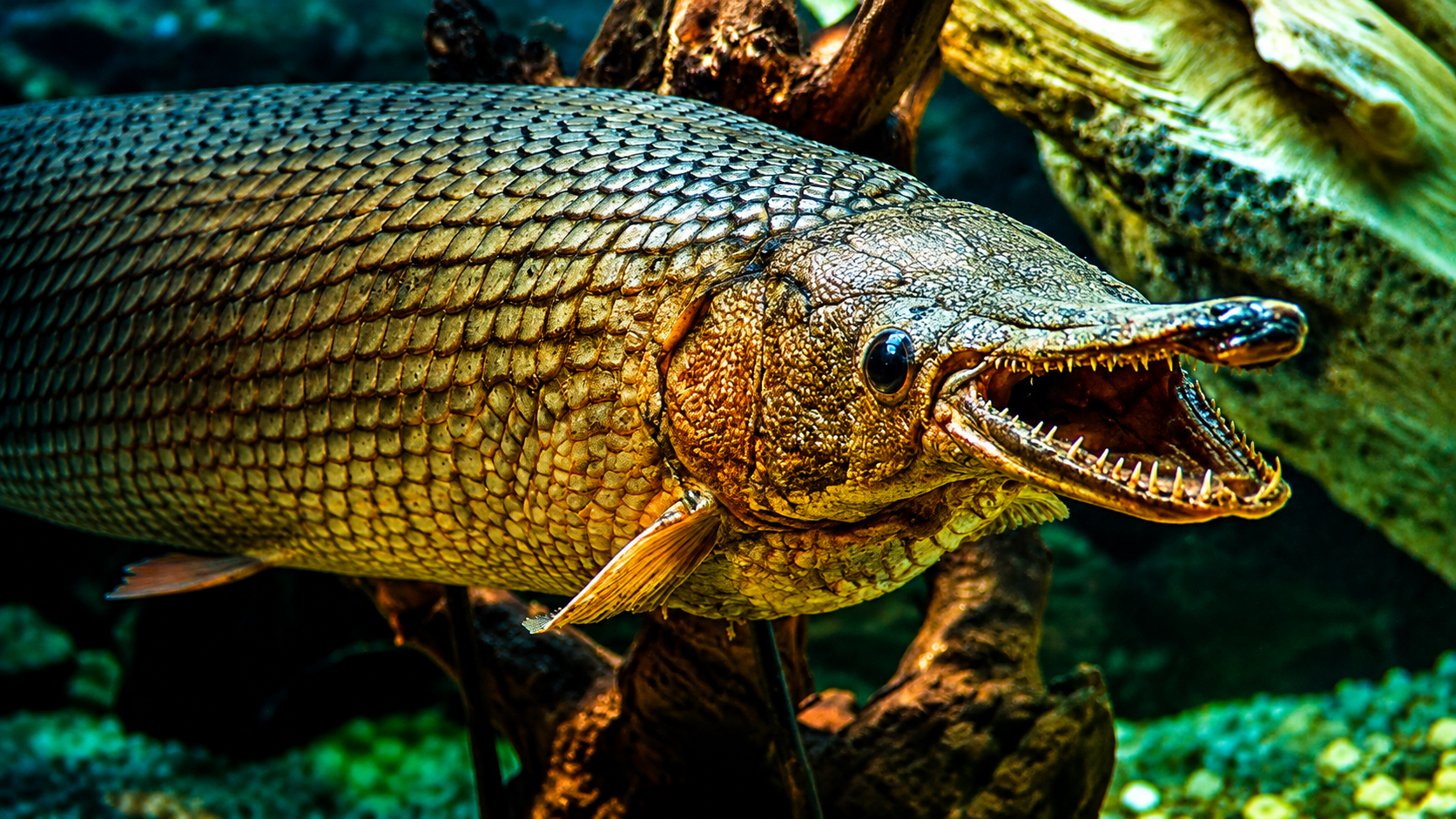 Watch what happens when you meet a 10-foot fish with two rows of razor ...