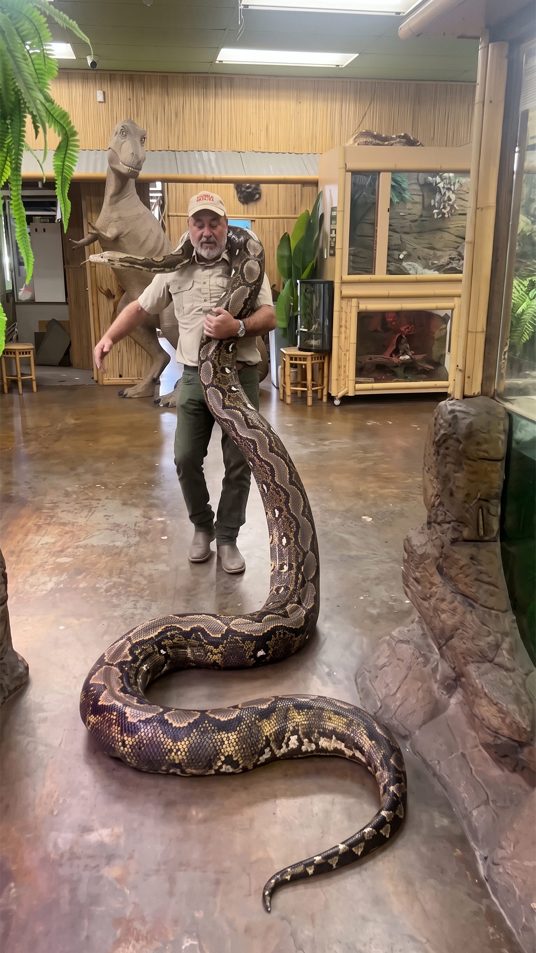 Giant snake update shows impressive size before future introduction