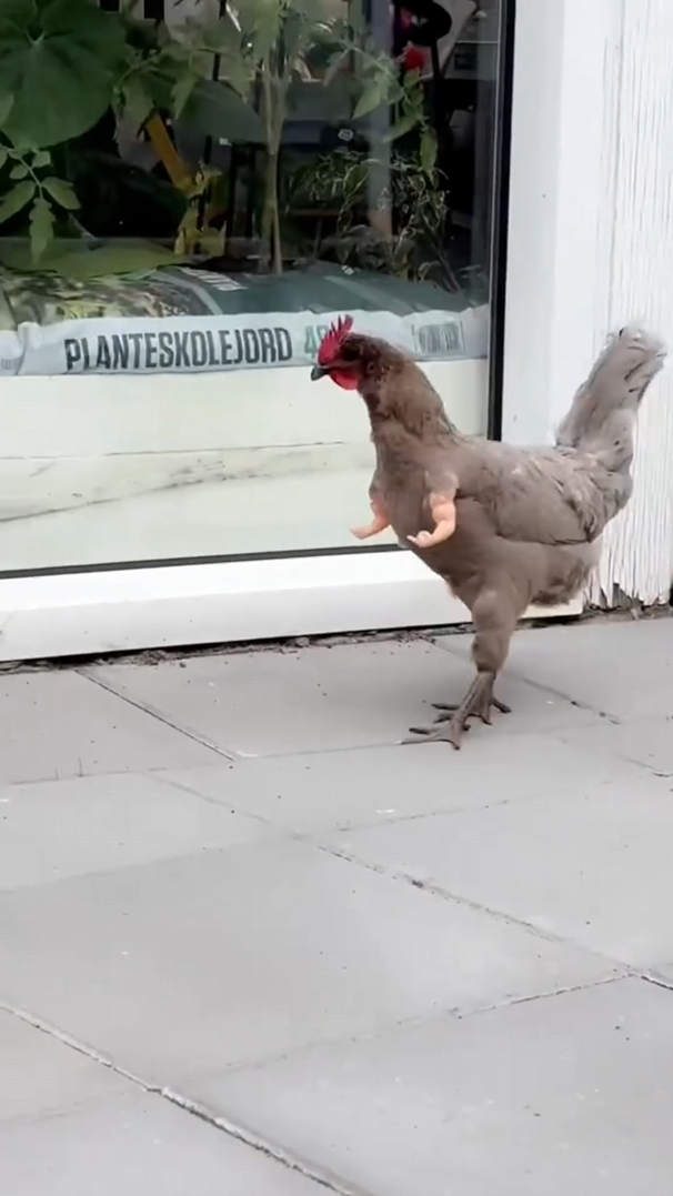 Chicken struts around with tiny rubber arms