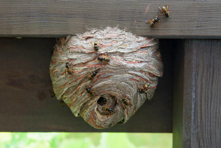 What to do if you find a wasp nest around your home—and the mistake you ...