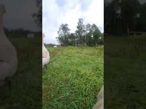 Experience life as Lenny the wobbly goose