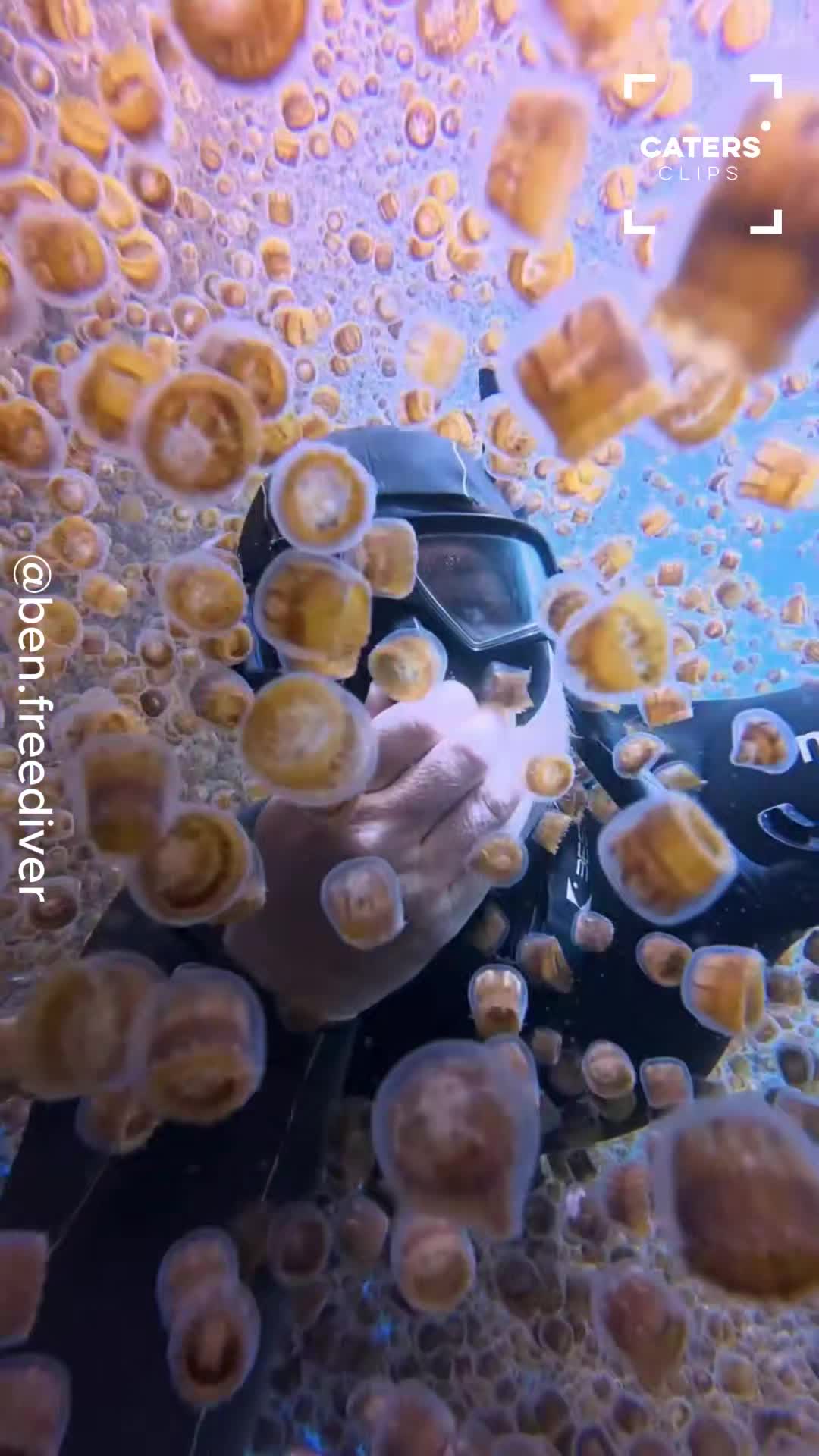 Freediver swims directly into a swarm of jellyfish