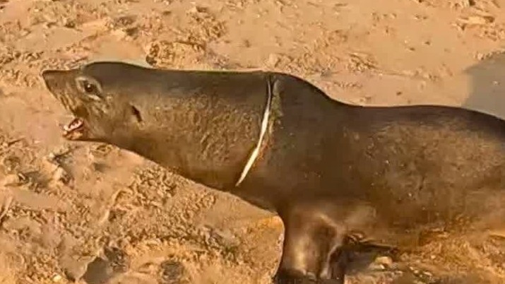 This enormous seal bull fought the rescue then one cut saved his life