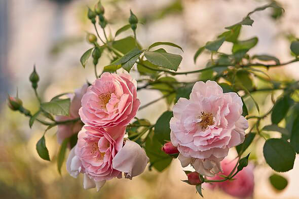 roses-and-tomatoes-will-bloom-brilliantly-if-watered-with-simple