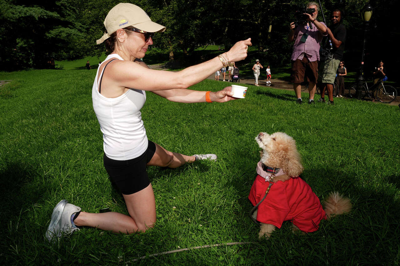 Can you be fined for not picking up dog poop in Austin? What city law says