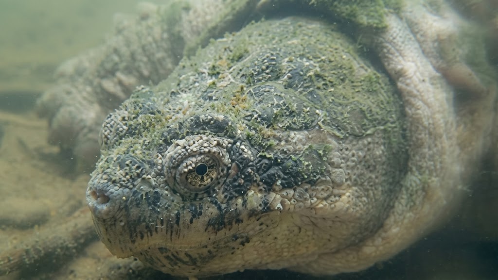 A giant snapping turtle appeared during his river hunt - 