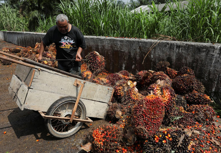 A man unloads palm oil fruit bunches from a cart at a collection centre for smallholders in Banting, Selangor, Malaysia. Photo: Reuters