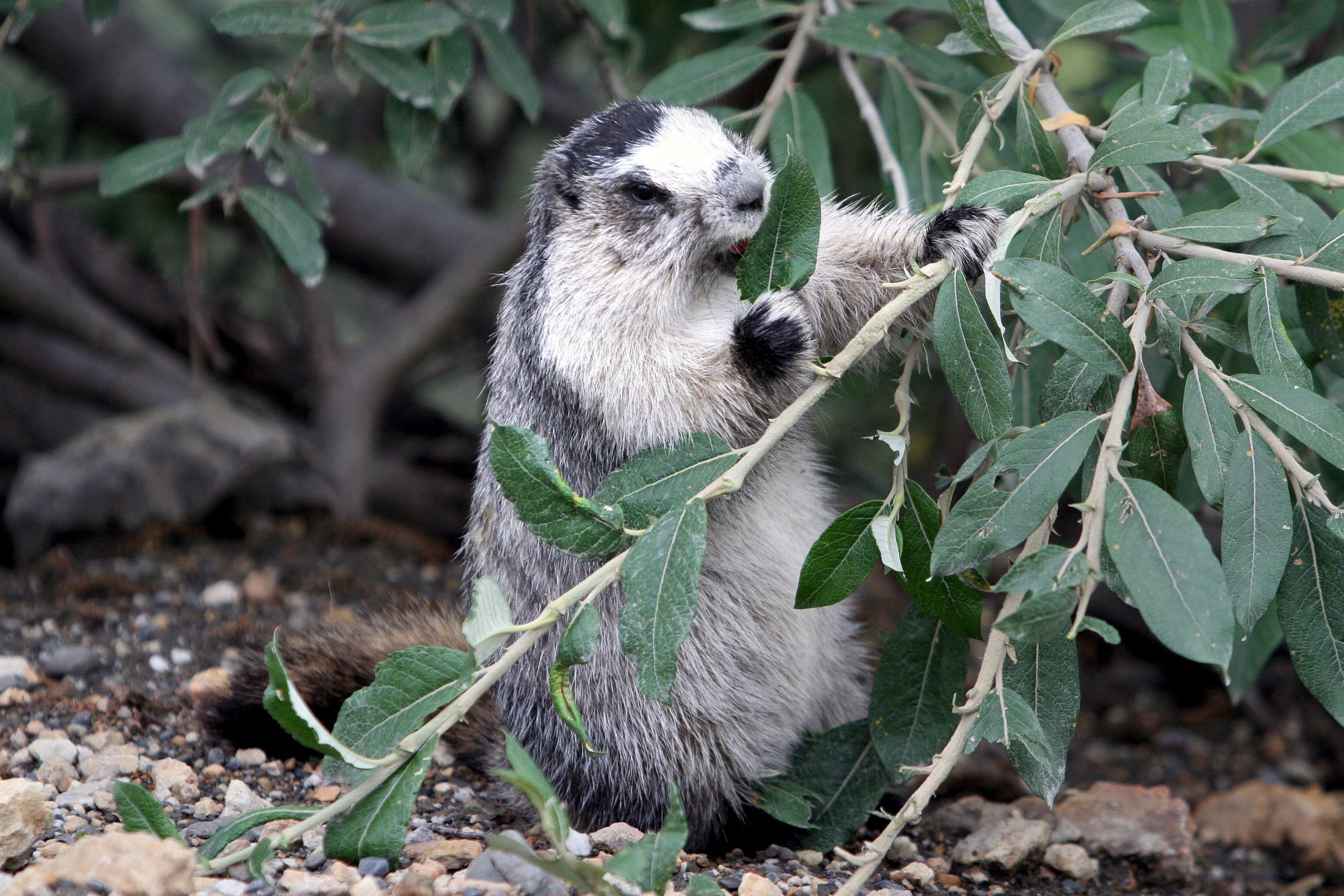 Groundhogs' play ends amid Alpine heat
