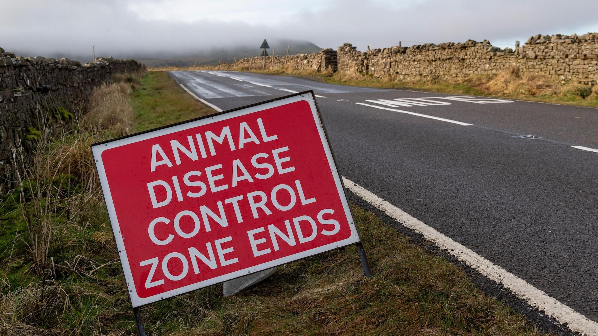 Diseases you can catch from animals