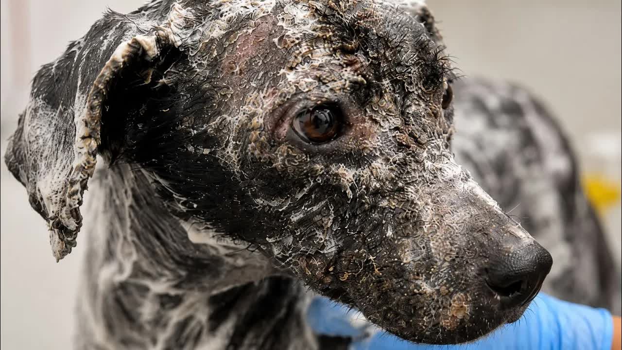She had been lying sick under the scorching sun… then everything ...