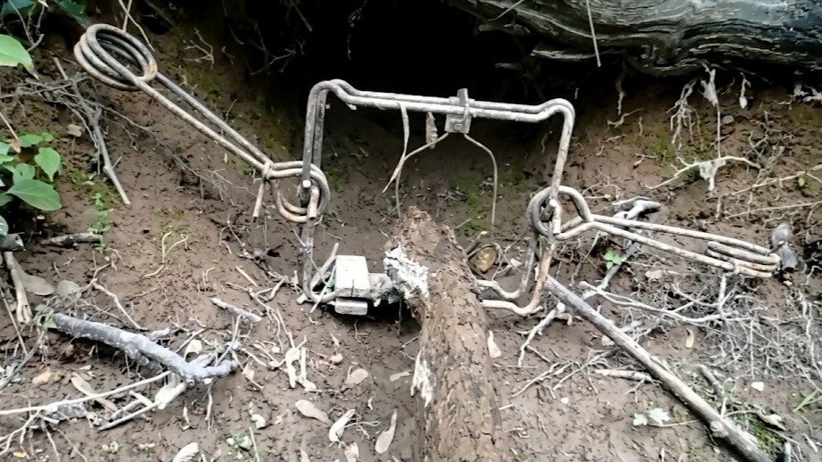 He tested the hidden trap with a stick… then it snapped - 